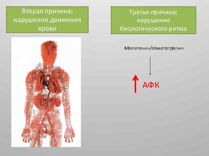 Вторая причина: нарушение движения крови Третья причина: нарушение биологического ритма Мелатонин/соматотропин АФК 