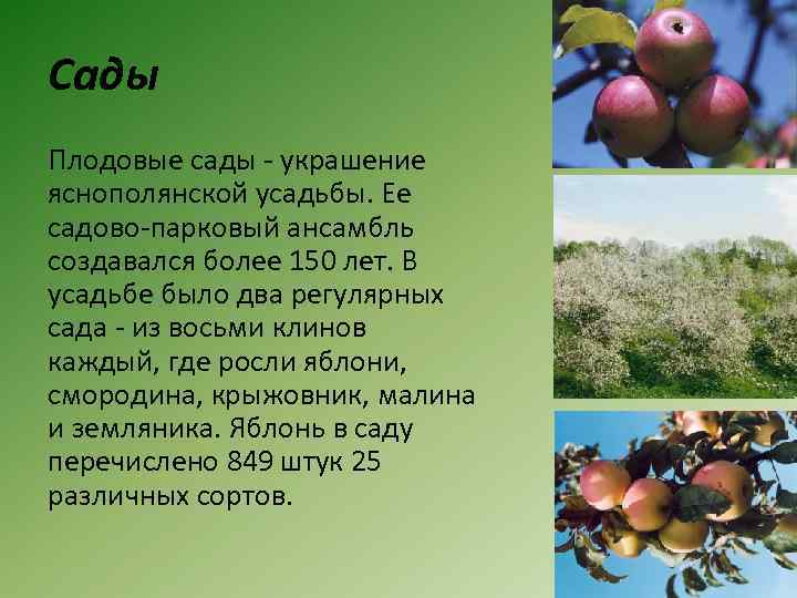Сады Плодовые сады - украшение яснополянской усадьбы. Ее садово-парковый ансамбль создавался более 150 лет.