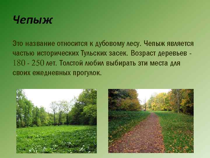 Чепыж Это название относится к дубовому лесу. Чепыж является частью исторических Тульских засек. Возраст