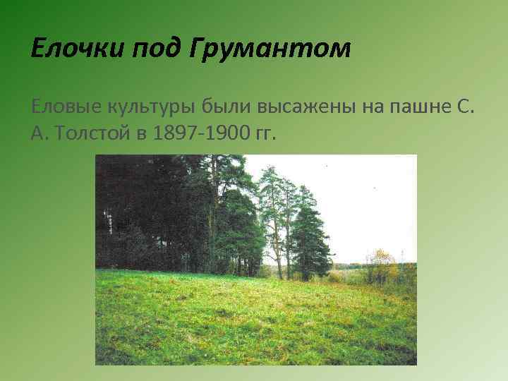 Елочки под Грумантом Еловые культуры были высажены на пашне С. А. Толстой в 1897