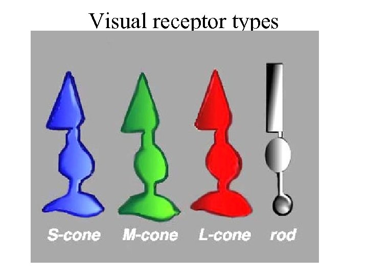 Visual receptor types 