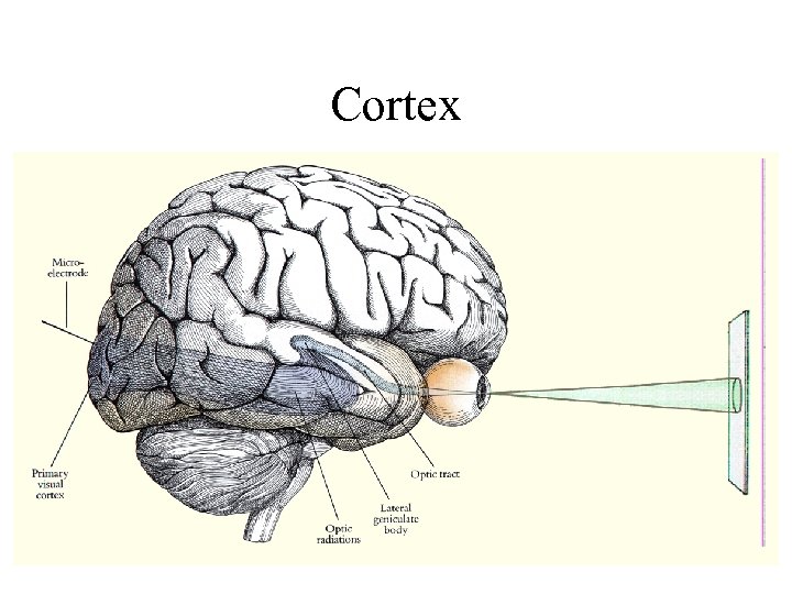 Cortex 