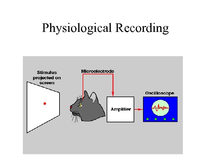 Physiological Recording 