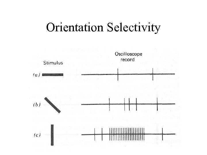 Orientation Selectivity 