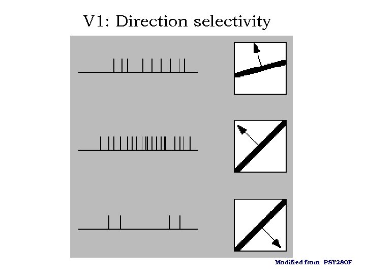 V 1: Direction selectivity Modified from PSY 280 F 