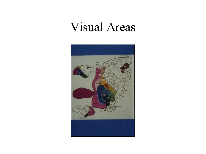 Visual Areas 