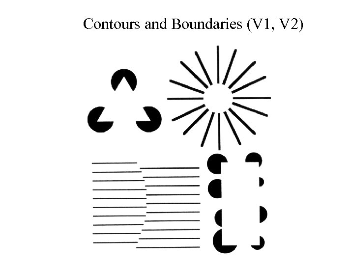 Contours and Boundaries (V 1, V 2) 