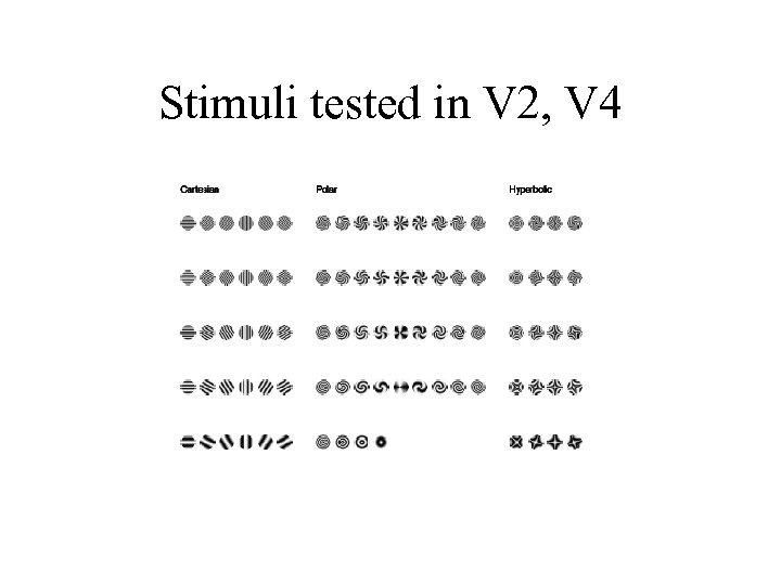 Stimuli tested in V 2, V 4 