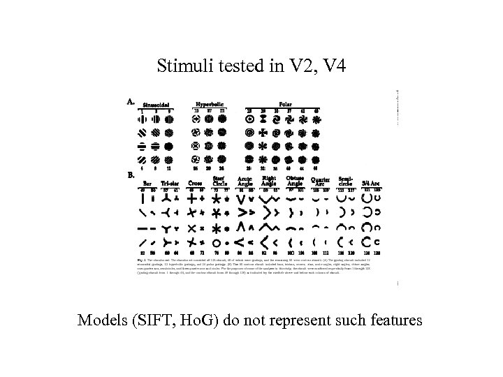 Stimuli tested in V 2, V 4 Models (SIFT, Ho. G) do not represent