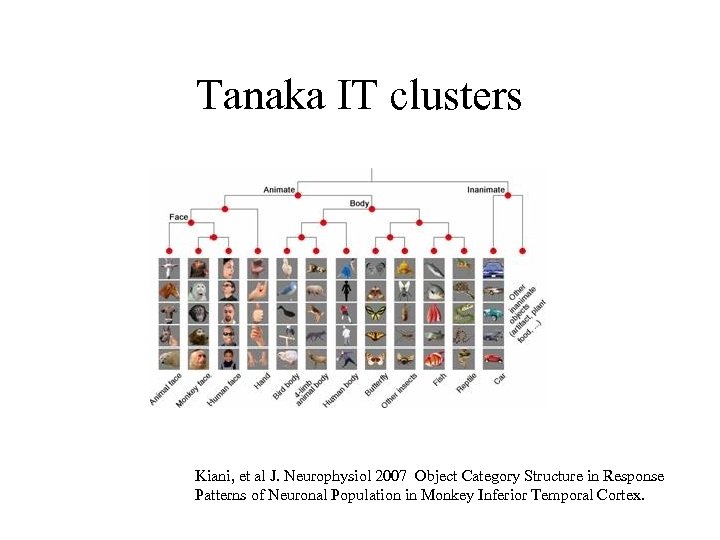 Tanaka IT clusters Kiani, et al J. Neurophysiol 2007 Object Category Structure in Response