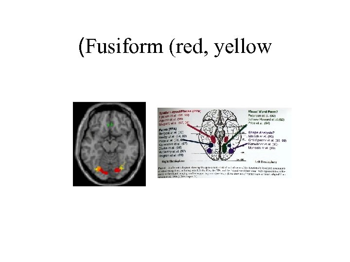 (Fusiform (red, yellow 