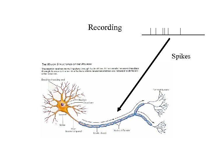 Recording Spikes 