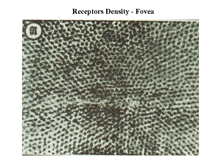 Receptors Density - Fovea 