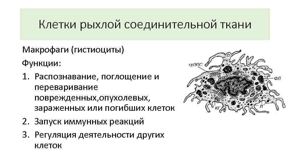 Клетки рыхлой соединительной ткани Макрофаги (гистиоциты) Функции: 1. Распознавание, поглощение и переваривание поврежденных, опухолевых,
