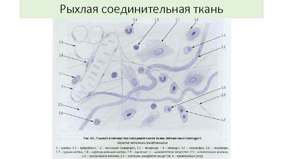 Рыхлая соединительная ткань рисунок