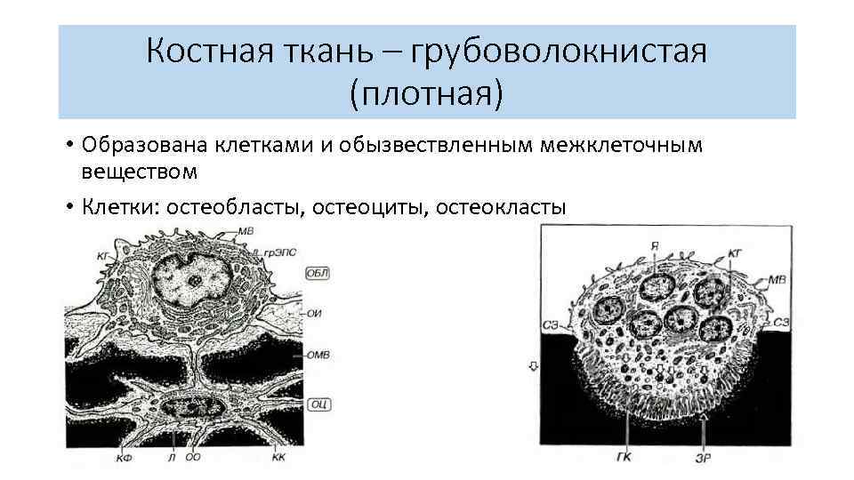 Плотный образованный