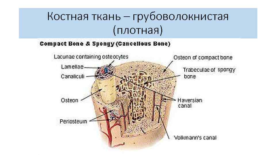 Костная ткань – грубоволокнистая (плотная) 