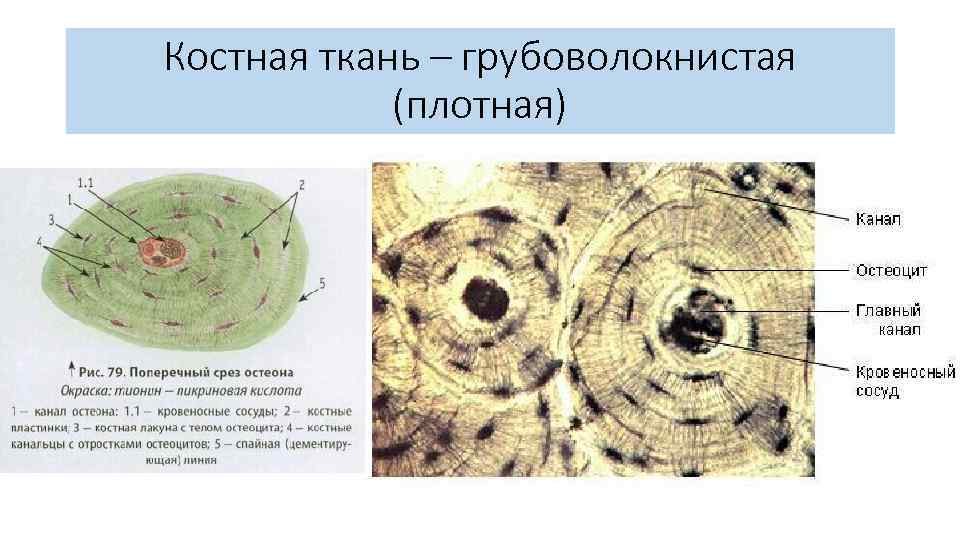 Соединительная ткань в копрограмме фото