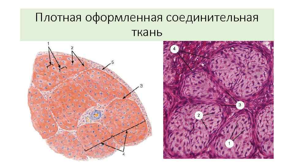 Соединительная ткань фото