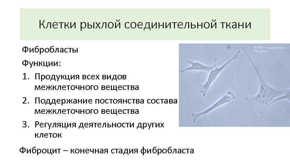Клетки рыхлой соединительной ткани Фибробласты Функции: 1. Продукция всех видов межклеточного вещества 2. Поддержание