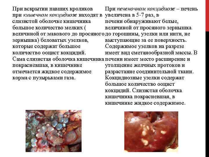 При вскрытии павших кроликов При печеночном кокцидиозе – печень при кишечном кокцидиозе находят в