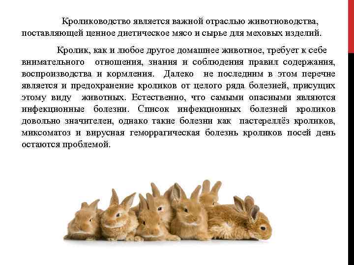  Кролиководство является важной отраслью животноводства, поставляющей ценное диетическое мясо и сырье для меховых