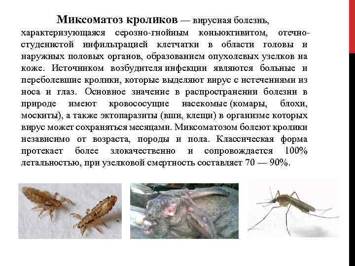 Миксоматоз кроликов — вирусная болезнь, характеризующаяся серозно-гнойным коньюктивитом, отечностуденистой инфильтрацией клетчатки в области головы