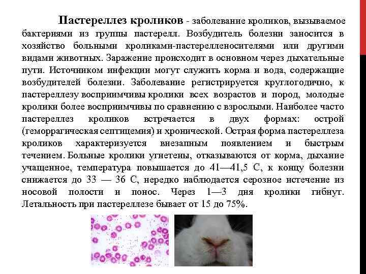 Пастереллез кроликов - заболевание кроликов, вызываемое бактериями из группы пастерелл. Возбудитель болезни заносится в