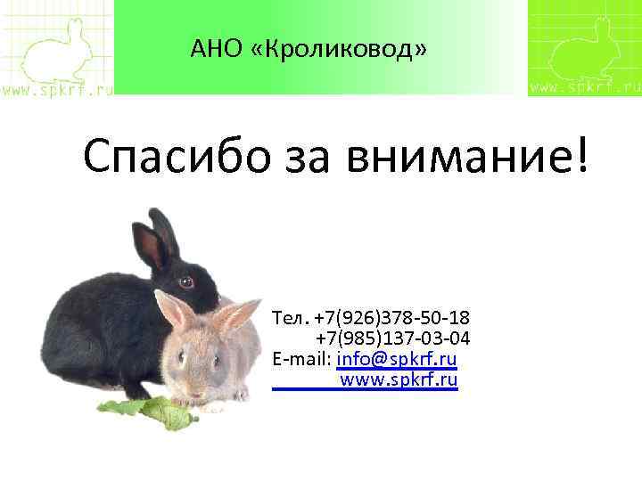 АНО «Кроликовод» Спасибо за внимание! Тел. +7(926)378 -50 -18 +7(985)137 -03 -04 E-mail: info@spkrf.