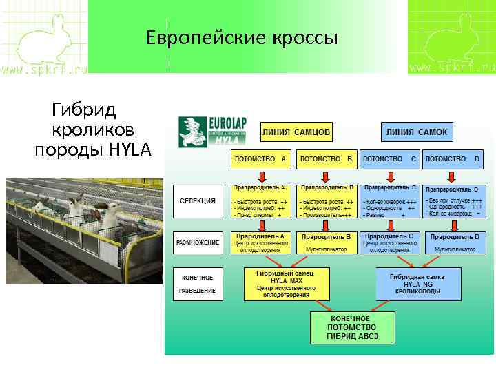 Технология содержания