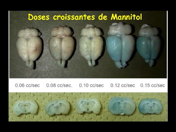 Doses croissantes de Mannitol 