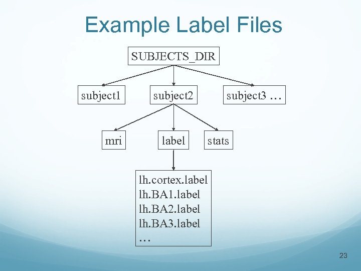Example Label Files SUBJECTS_DIR subject 1 mri subject 2 label subject 3 … stats