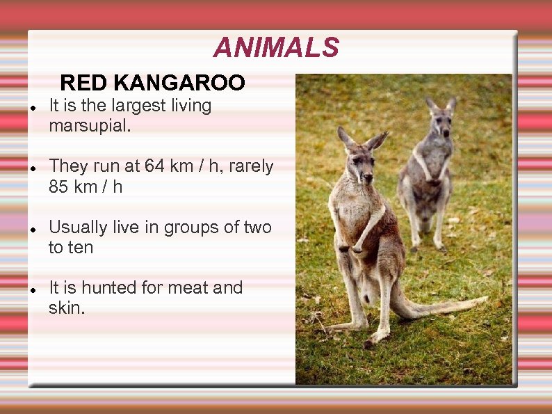 ANIMALS RED KANGAROO It is the largest living marsupial. They run at 64 km