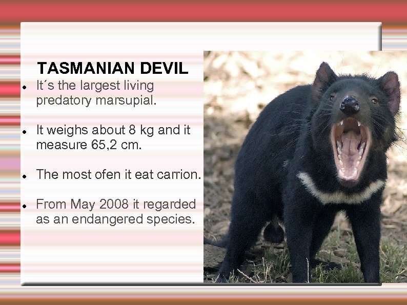 TASMANIAN DEVIL It´s the largest living predatory marsupial. It weighs about 8 kg and