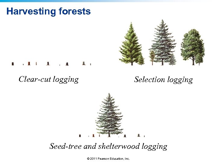 Harvesting forests Clear-cut logging Selection logging Seed-tree and shelterwood logging © 2011 Pearson Education,