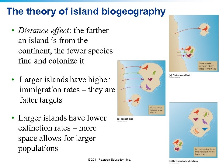 The theory of island biogeography • Distance effect: the farther an island is from