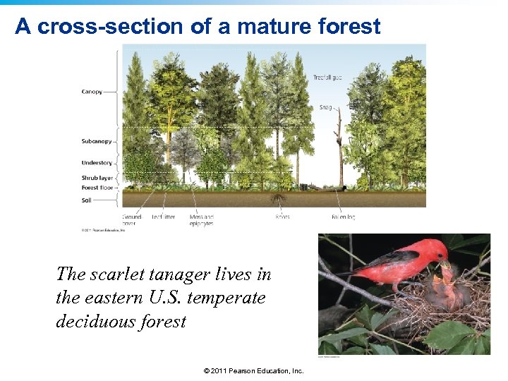 A cross-section of a mature forest The scarlet tanager lives in the eastern U.