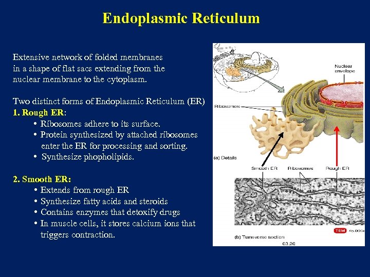 Endoplasmic Reticulum Extensive network of folded membranes in a shape of flat sacs extending