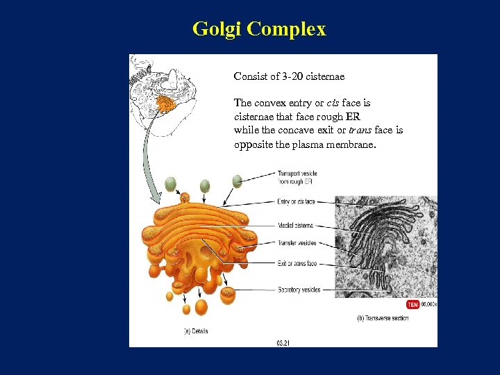 Golgi Complex Consist of 3 -20 cisternae The convex entry or cis face is