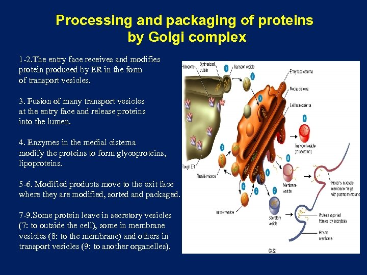 Processing and packaging of proteins by Golgi complex 1 -2. The entry face receives