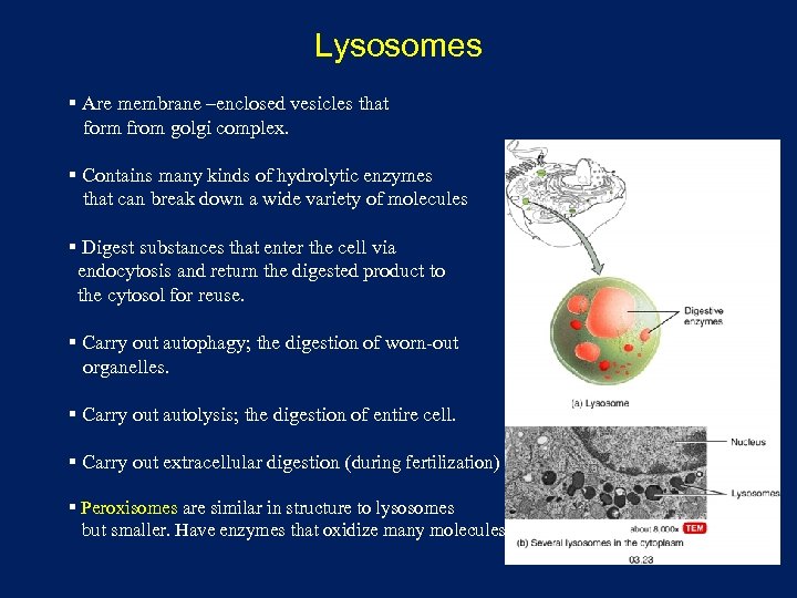 Lysosomes § Are membrane –enclosed vesicles that form from golgi complex. § Contains many