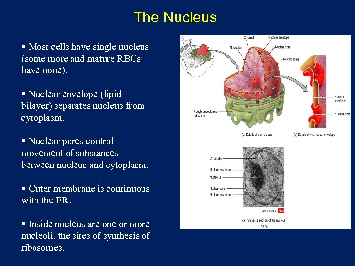 The Nucleus § Most cells have single nucleus (some more and mature RBCs have