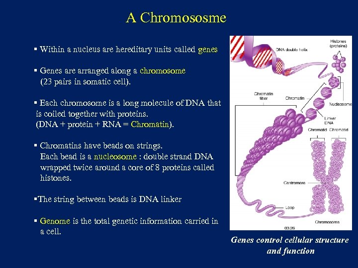 A Chromososme § Within a nucleus are hereditary units called genes § Genes are