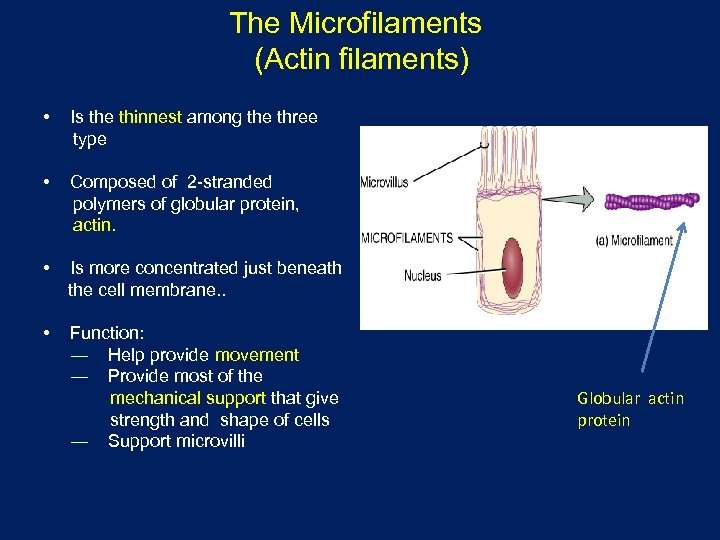 The Microfilaments (Actin filaments) • Is the thinnest among the three type • Composed