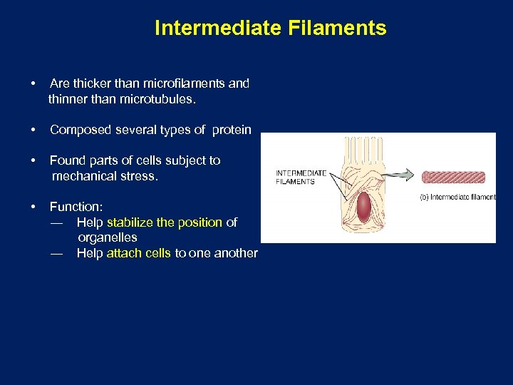 Intermediate Filaments • Are thicker than microfilaments and thinner than microtubules. • Composed several