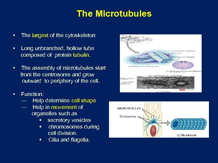 The Microtubules • The largest of the cytoskeleton • Long unbranched, hollow tube composed