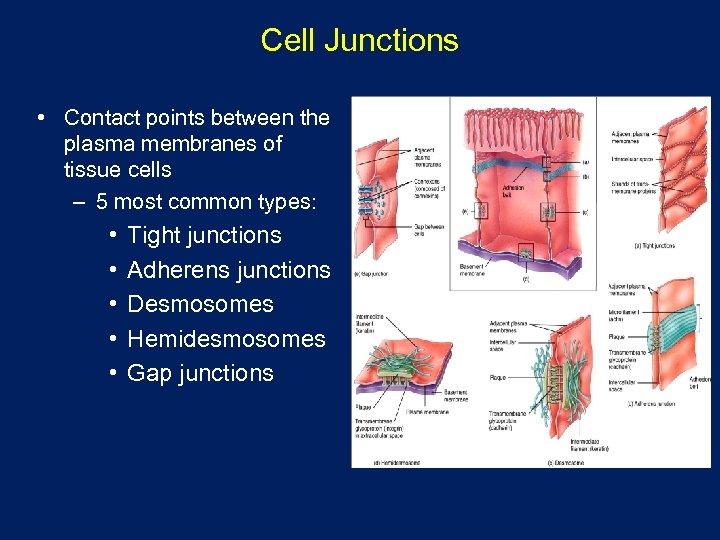 Cell Junctions • Contact points between the plasma membranes of tissue cells – 5