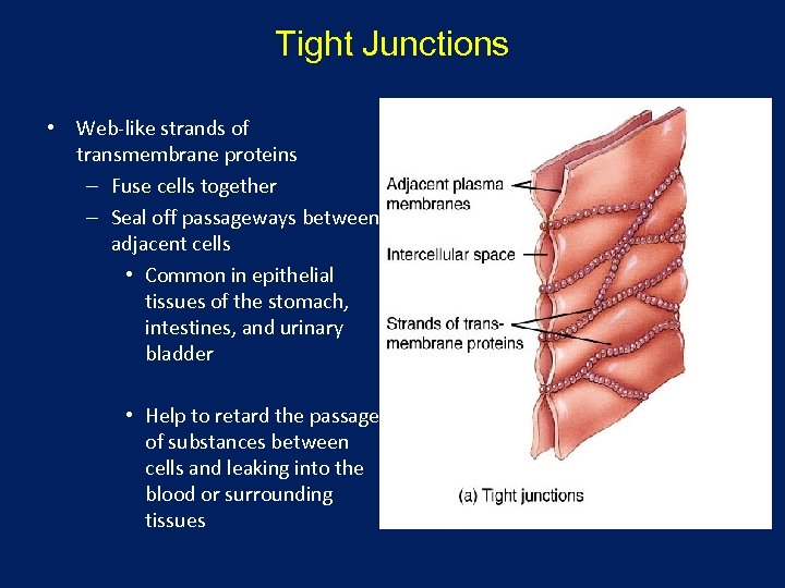 Tight Junctions • Web-like strands of transmembrane proteins – Fuse cells together – Seal