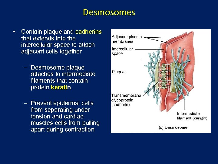 Desmosomes • Contain plaque and cadherins that extends into the intercellular space to attach