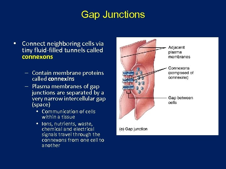 Gap Junctions • Connect neighboring cells via tiny fluid-filled tunnels called connexons – Contain